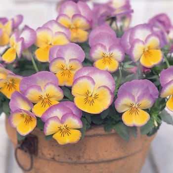 Viola x wittrockiana 'Radiance Lilac' 