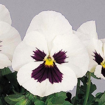 Viola x wittrockiana 'White w/Blotch' 