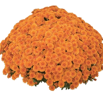 Chrysanthemum x morifolium 'Hannah™ Orange'