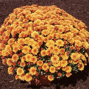 Chrysanthemum x morifolium 'Miranda™ Orange'
