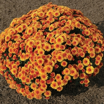 Chrysanthemum x morifolium 'Andrea Orange Bicolor' 