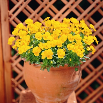 Viola cornuta 'Golden Yellow' 