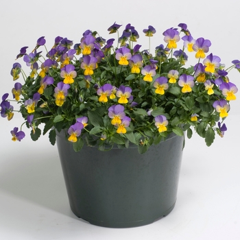 Viola cornuta 'Blue & Yellow' 