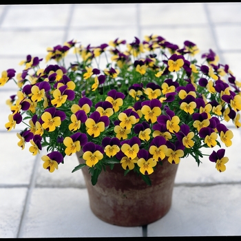 Viola cornuta 'Purple & Yellow' 