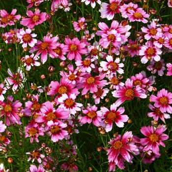 Coreopsis rosea 'Heaven's Gate' PP16016