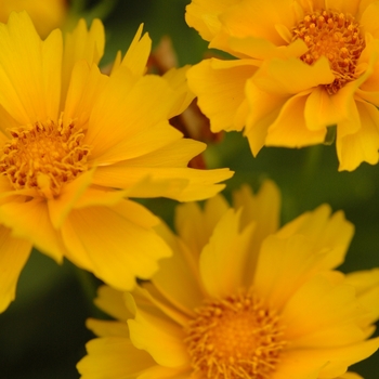 Coreopsis grandiflora 'Presto' 16016