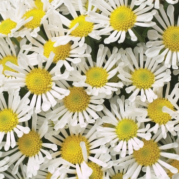 Chrysanthemum indicum 'Adelle™ White'