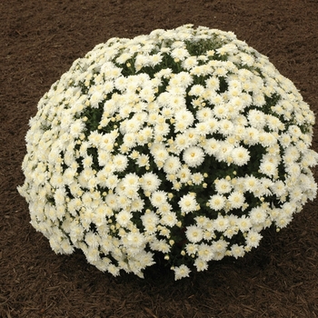 Chrysanthemum x morifolium 'Alexis White' 