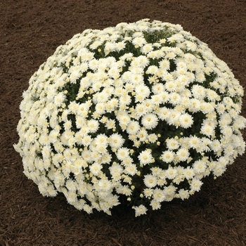 Chrysanthemum x morifolium 'Alexis White'