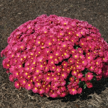 Chrysanthemum x morifolium 'Alisha™ Dark Pink'