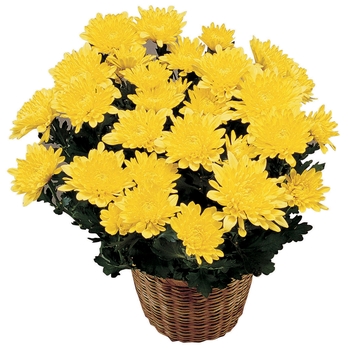 Chrysanthemum x morifolium 'Amarillo' 