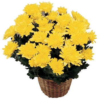 Chrysanthemum x morifolium 'Amarillo'