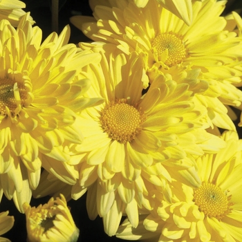 Chrysanthemum x morifolium 'Anna Yellow' 