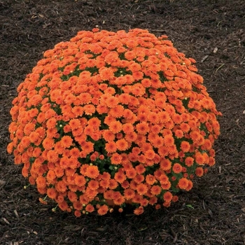 Chrysanthemum x morifolium 'Ashley™ Dark Orange' 