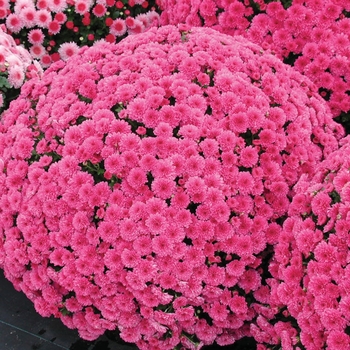 Chrysanthemum x morifolium 'Barbie Lavender'