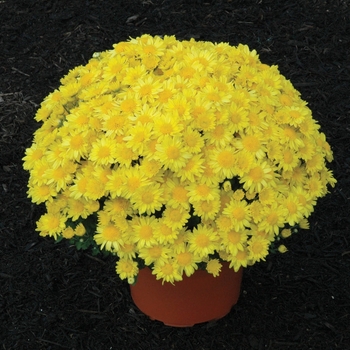 Chrysanthemum x morifolium 'Bernadette™ Yellow' 