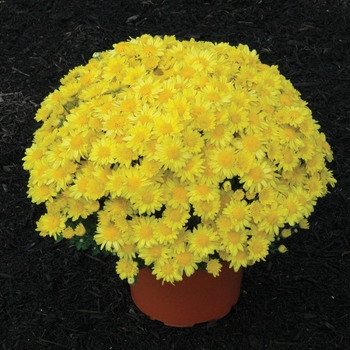 Chrysanthemum x morifolium 'Bernadette™ Yellow'