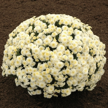 Chrysanthemum x morifolium 'Brigitte White'