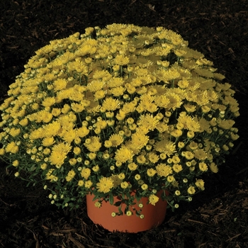 Chrysanthemum x morifolium 'Brilliant Tiffany Yellow'