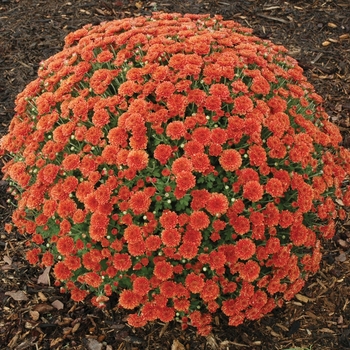 Chrysanthemum x morifolium 'Brunette Barbie'