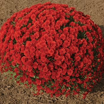 Chrysanthemum x morifolium 'Carmella Red' 