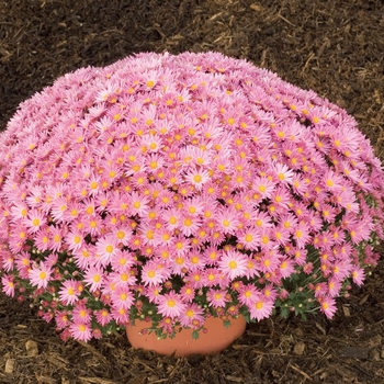 Chrysanthemum x morifolium 'Cecilia Lilac'