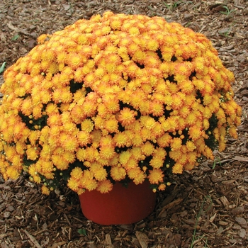 Chrysanthemum x morifolium 'Crazy Victoria Amber' 