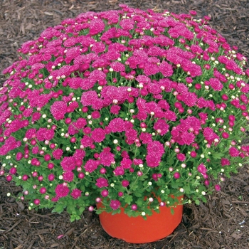 Chrysanthemum x morifolium 'Darlene Purple'