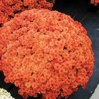 Chrysanthemum x morifolium 'Delightful Victoria Orange'