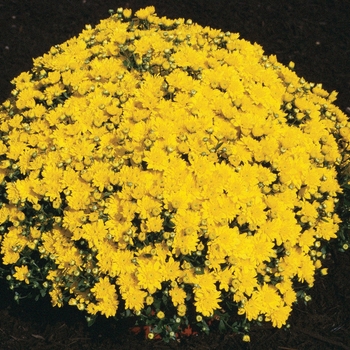 Chrysanthemum x morifolium 'Diana Yellow' 