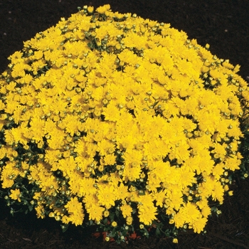 Chrysanthemum x morifolium 'Diana Yellow'