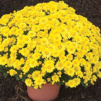 Chrysanthemum x morifolium 'Donna Yellow' 