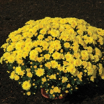 Chrysanthemum x morifolium 'Draga Yellow' 