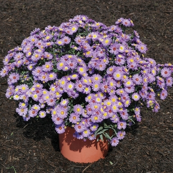 Aster dumosus 'Ballad' 