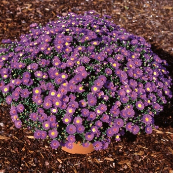 Aster novi-belgii Believer™ Purple