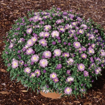 Aster novi-belgii