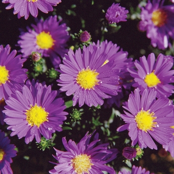 Aster novi-belgii 'Celeste'