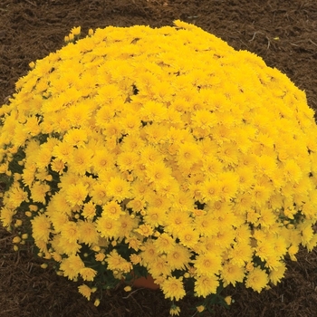 Chrysanthemum x morifolium 'Elena™ Gold'