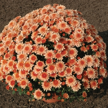 Chrysanthemum x morifolium 'Emma Salmon Bicolor'