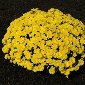 Chrysanthemum x morifolium 'Erica Yellow'