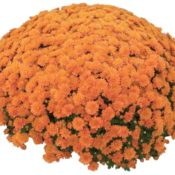 Chrysanthemum x morifolium 'Festive Coral' 