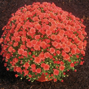 Chrysanthemum x morifolium 'Fiona™ Coral Orange' 