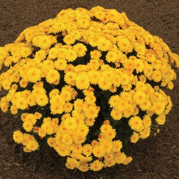 Chrysanthemum x morifolium 'Golden Andrea'