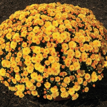 Chrysanthemum x morifolium 'Golden Cheryl'