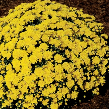 Chrysanthemum x morifolium 'Golden Helga' 