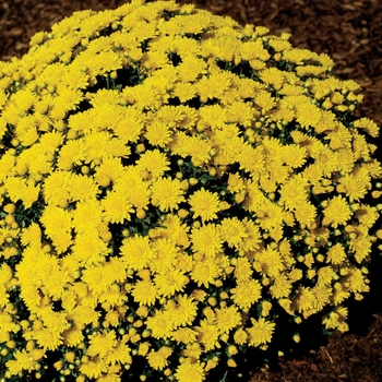 Chrysanthemum x morifolium 'Golden Helga'