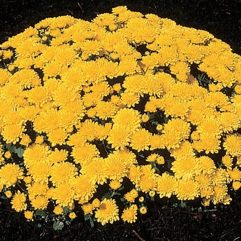 Chrysanthemum x morifolium 'Golden Marilyn' 