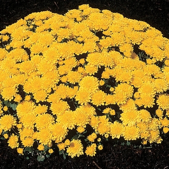 Chrysanthemum x morifolium 'Golden Marilyn'