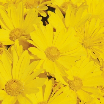 Chrysanthemum x morifolium 'Hankie™ Yellow' 