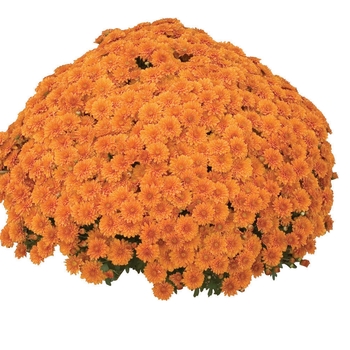 Chrysanthemum x morifolium 'Hannah™ Orange' 